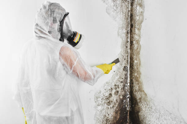Best Professional Mold Removal  in Oak Park, MI