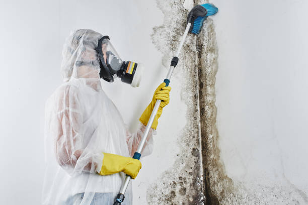 Mold Testing and Removal in Oak Park, MI