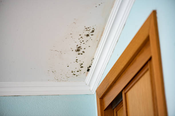 Best Affordable Mold Removal  in Oak Park, MI