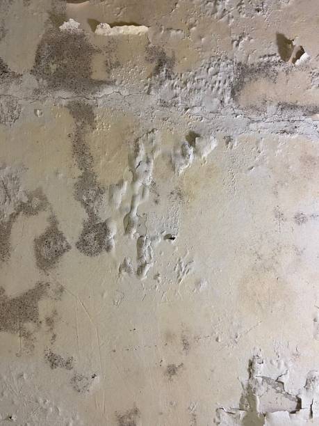 Best Emergency Mold Removal  in Oak Park, MI