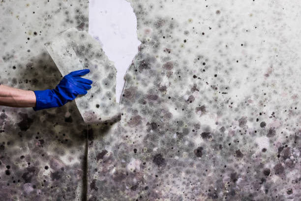 Professional Mold Removal in Oak Park, MI