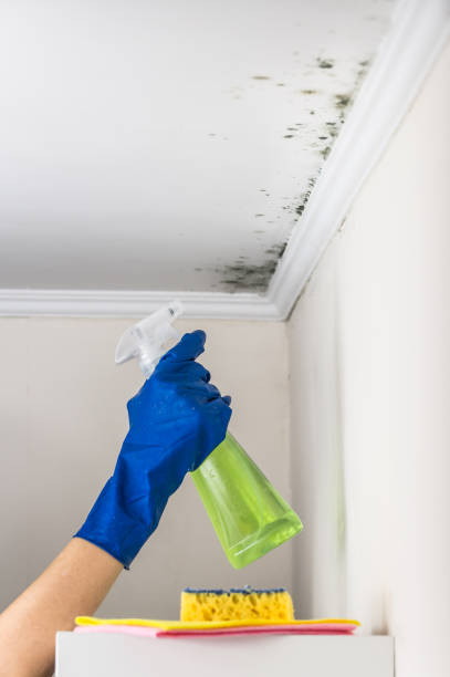 Best Best Mold Removal Companies  in Oak Park, MI
